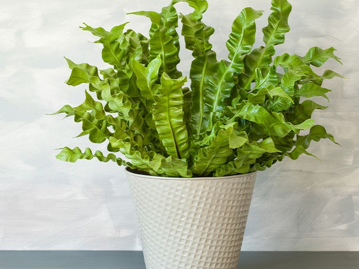 A bird’s nest fern.